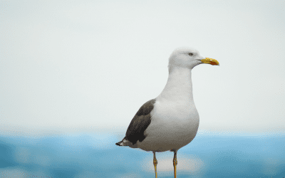 Seagulls A Problem?